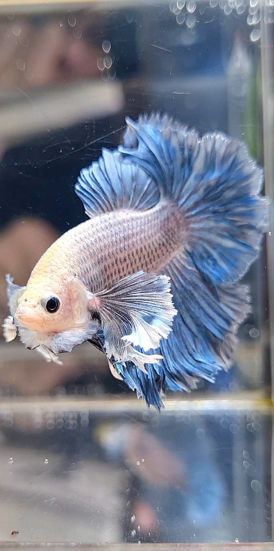 HALFMOON DUMBO EAR BLUE GRIZZLE BETTA FISH