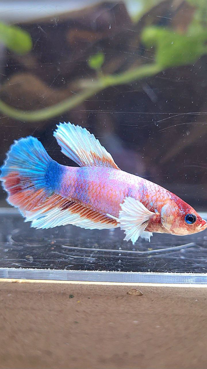 FEMALE HALFMOON DUMBO EAR CANDY MULTICOLOR BETTA FISH