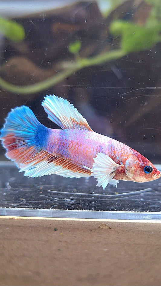 FEMALE HALFMOON DUMBO EAR CANDY MULTICOLOR BETTA FISH