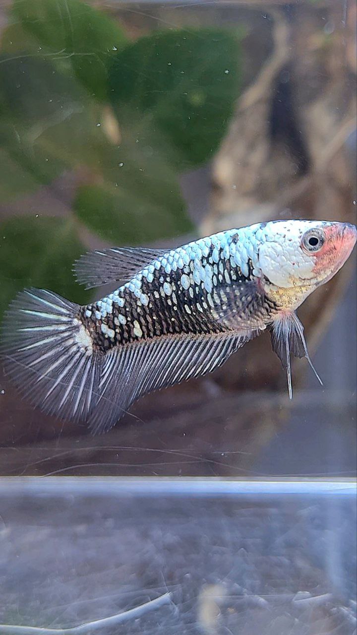 PLAKAT BLACK SAMURAI SNOW BETTA FISH