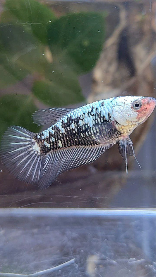 PLAKAT BLACK SAMURAI SNOW BETTA FISH