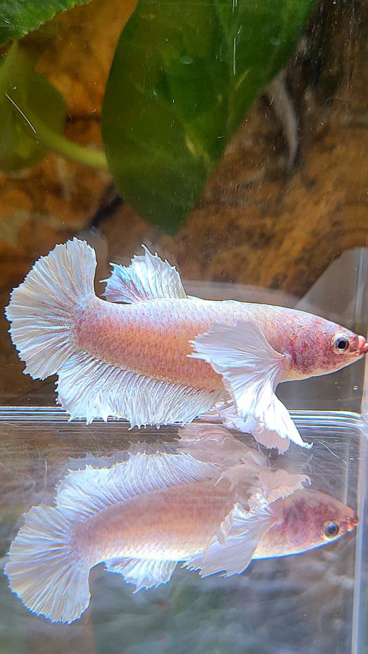 PLAKAT SUPER DUMBO EAR WHITE LAVENDER BETTA FISH