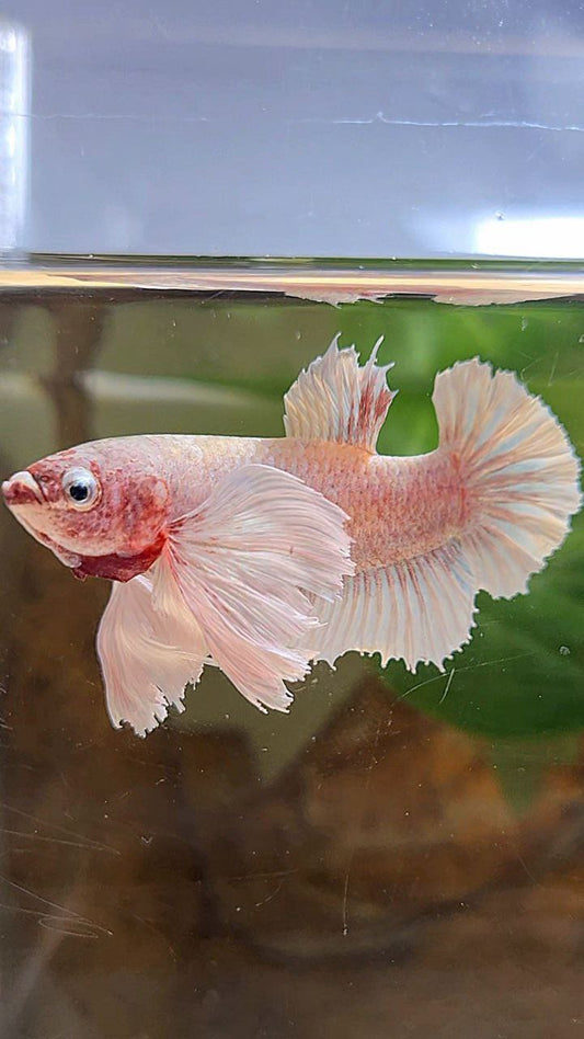 PLAKAT SUPER DUMBO EAR WHITE LAVENDER BETTA FISH