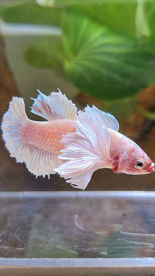PLAKAT SUPER DUMBO EAR WHITE LAVENDER BETTA FISH