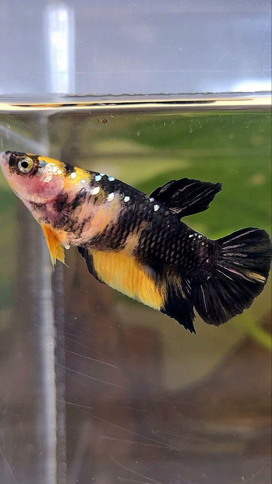FEMALE PLAKAT YELLOW KOI BLACK GALAXY COPPER BETTA FISH