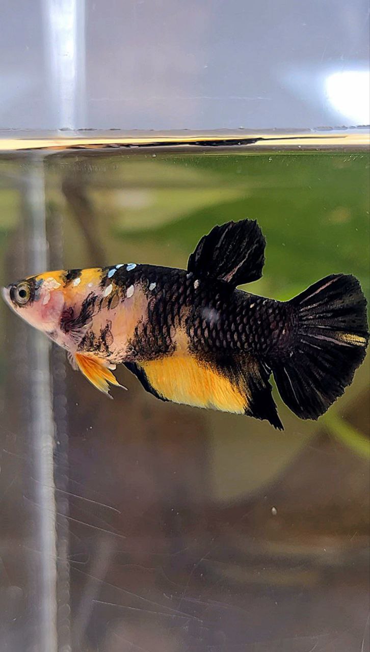 FEMALE PLAKAT YELLOW KOI BLACK GALAXY COPPER BETTA FISH