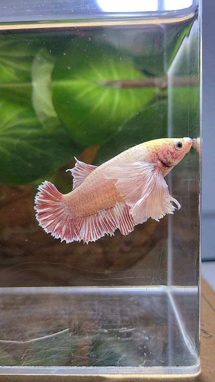 FEMALE PLAKAT SUPER DUMBO EAR WHITE LAVENDER BETTA FISH