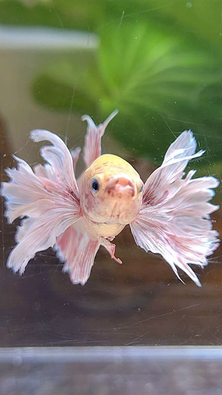 FEMALE PLAKAT SUPER DUMBO EAR WHITE LAVENDER BETTA FISH