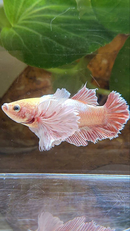 FEMALE PLAKAT SUPER DUMBO EAR WHITE LAVENDER BETTA FISH