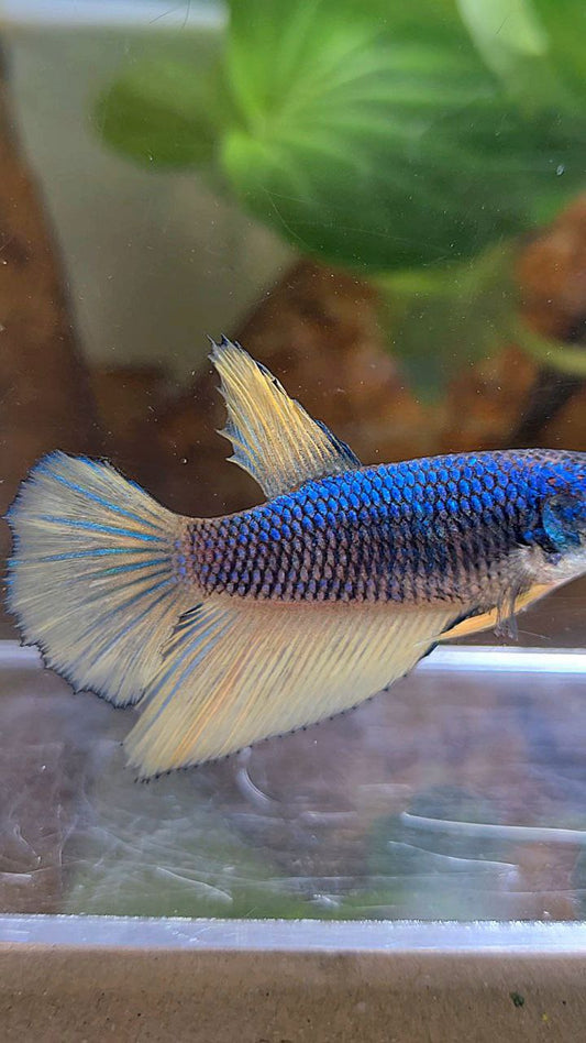 FEMALE HALFMOON BLUE YELLOW MUSTARD GAS BETTA FISH