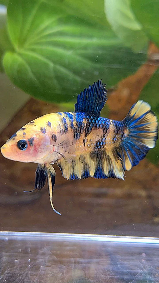 FEMALE PLAKAT YELLOW METTALIC BLUE MULTICOLOR BETTA FISH