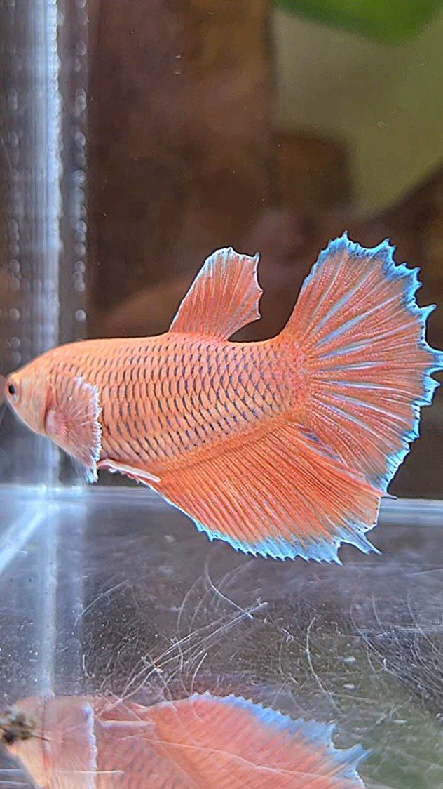 FEMALE HALFMOON BIG EAR ORANGE PINEAPPLE BETTA FISH