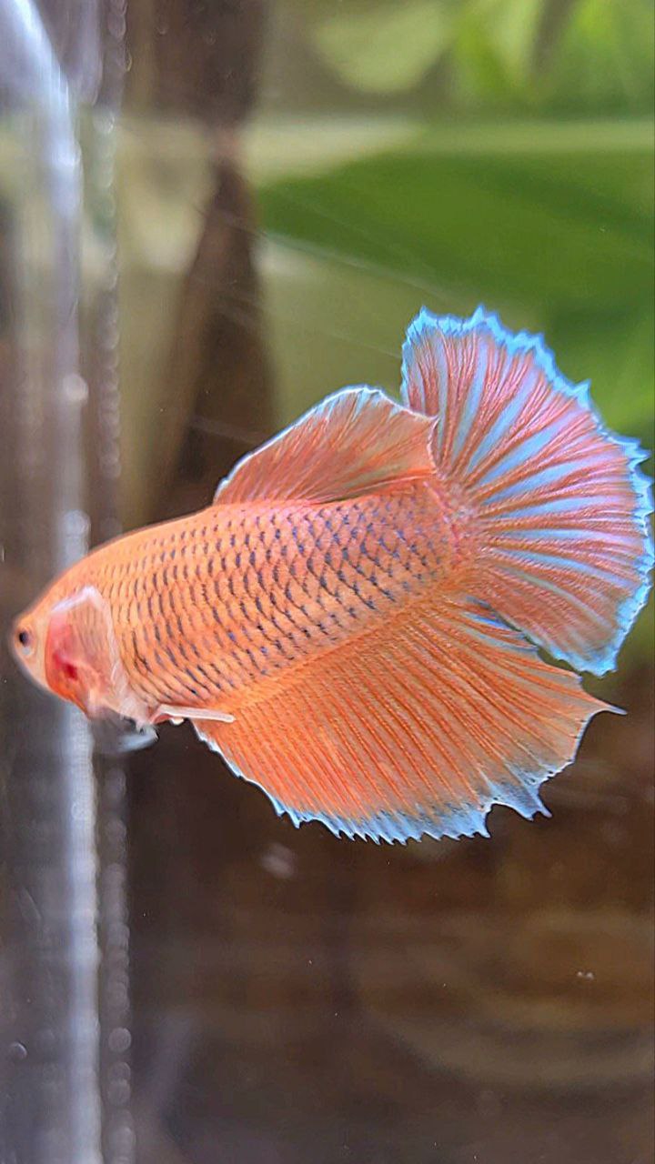 FEMALE HALFMOON BIG EAR ORANGE PINEAPPLE BETTA FISH