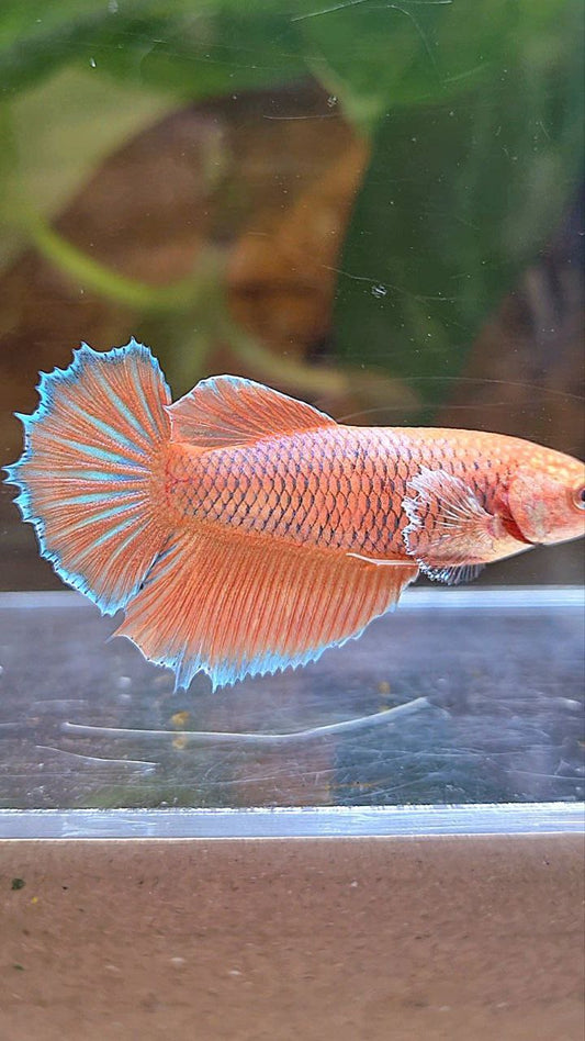 FEMALE HALFMOON BIG EAR ORANGE PINEAPPLE BETTA FISH