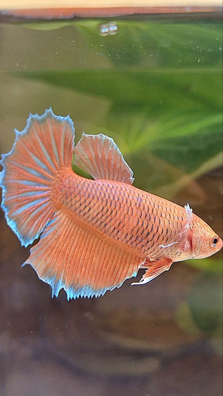 FEMALE HALFMOON BIG EAR ORANGE PINEAPPLE BETTA FISH