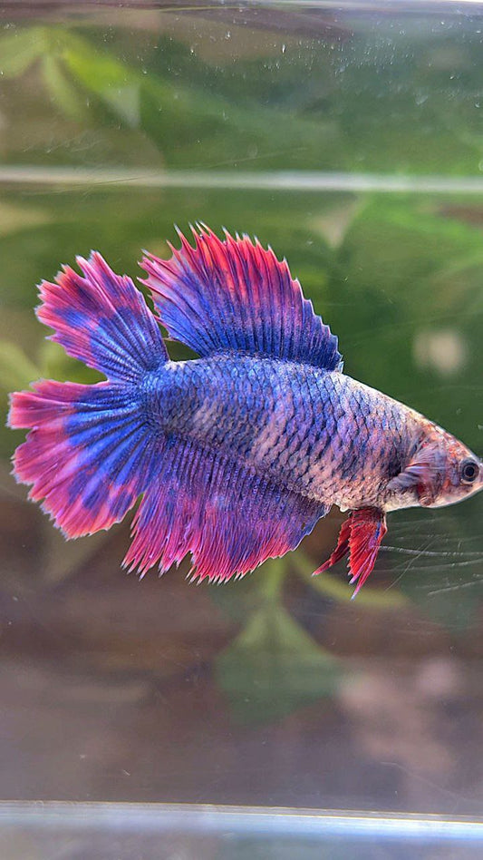 FEMALE HALFMOON DOUBLE TAIL PURPLE MASCOT BETTA FISH