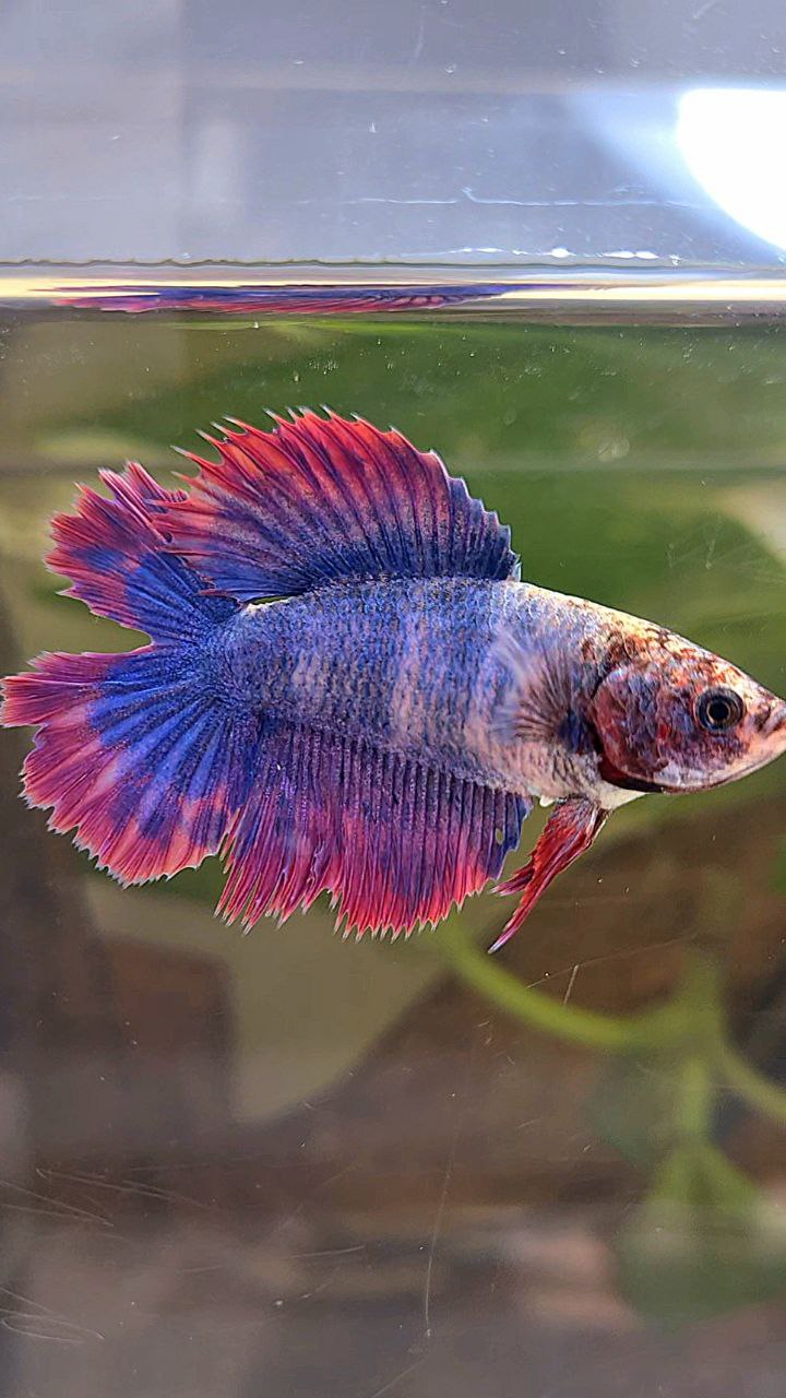 FEMALE HALFMOON DOUBLE TAIL PURPLE MASCOT BETTA FISH