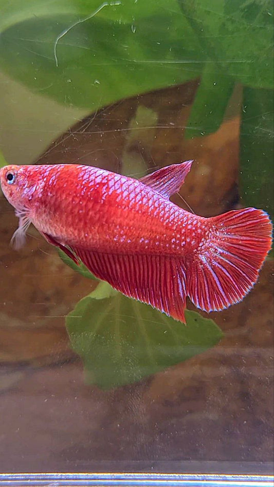 FEMALE PLAKAT RED PURPLE FANCY BETTA FISH
