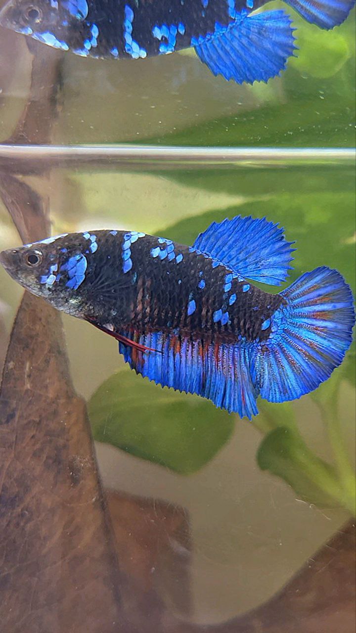FEMALE PLAKAT BLACK GALAXY AVATAR BLUE BETTA FISH