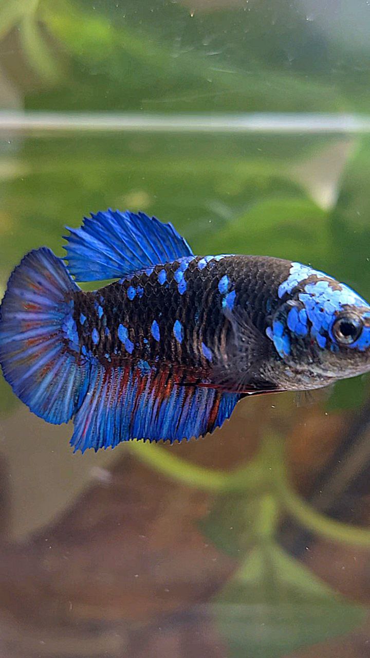 FEMALE PLAKAT BLACK GALAXY AVATAR BLUE BETTA FISH