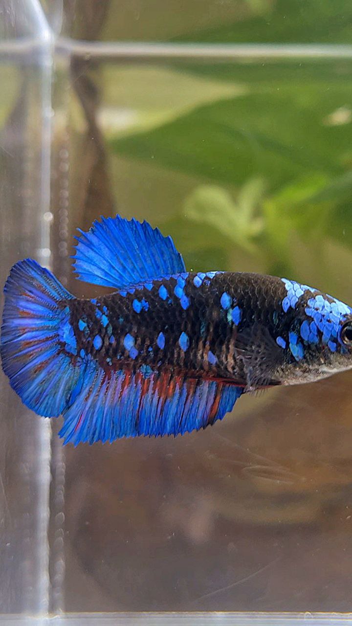 FEMALE PLAKAT BLACK GALAXY AVATAR BLUE BETTA FISH
