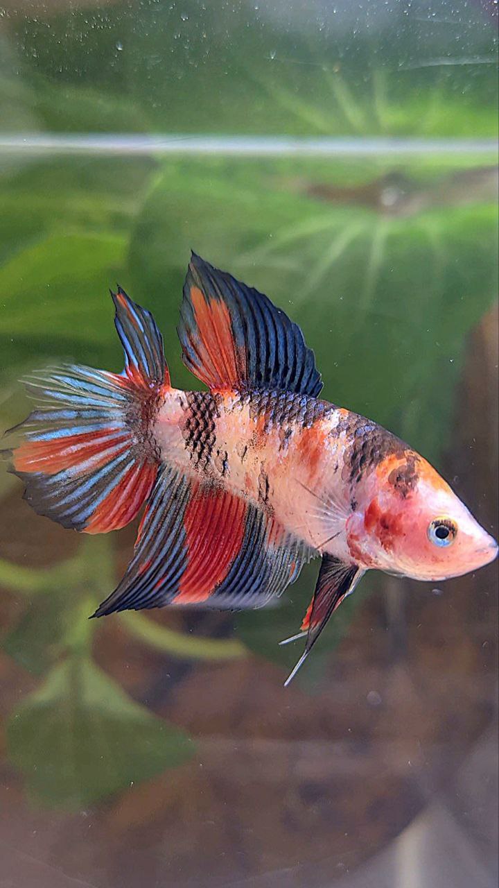 FEMALE VEILTAIL DOUBLE TAIL KOI MULTICOLOR BETTA FISH