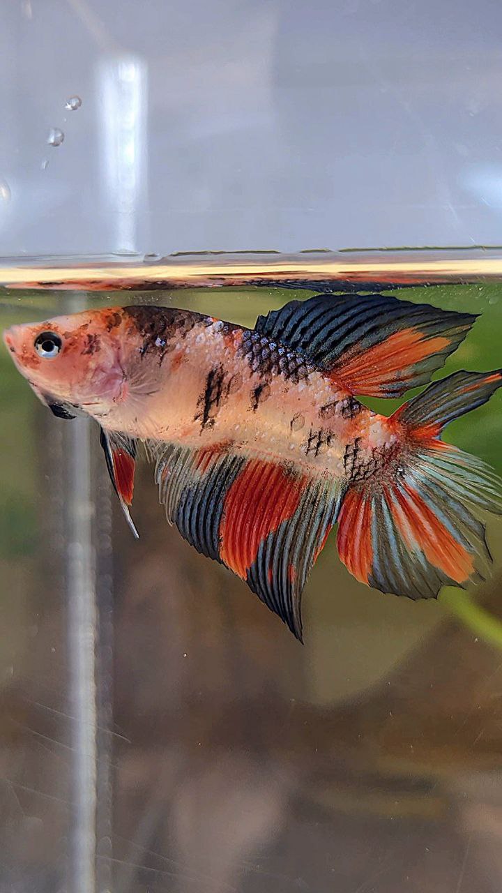 FEMALE VEILTAIL DOUBLE TAIL KOI MULTICOLOR BETTA FISH