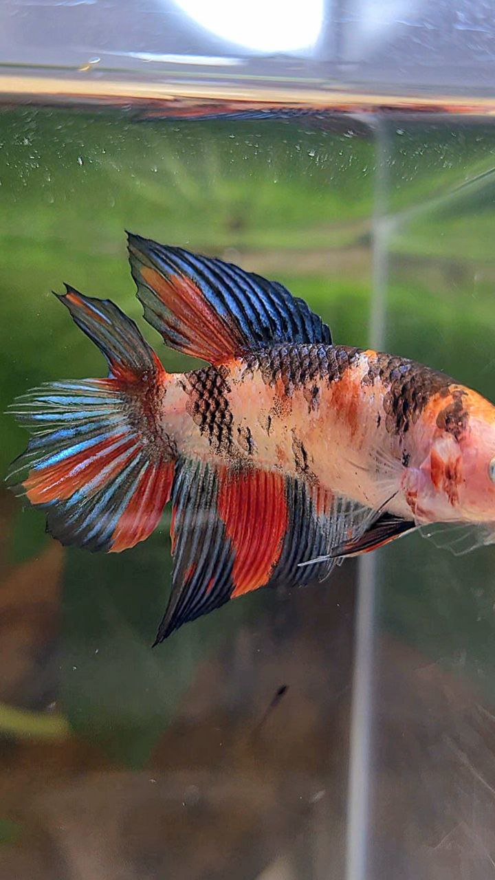 FEMALE VEILTAIL DOUBLE TAIL KOI MULTICOLOR BETTA FISH