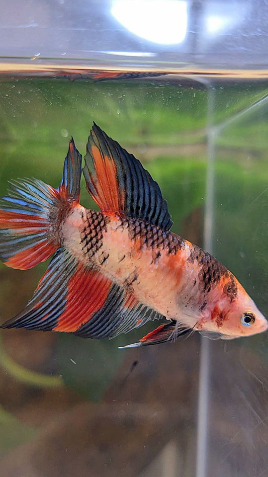 FEMALE VEILTAIL DOUBLE TAIL KOI MULTICOLOR BETTA FISH