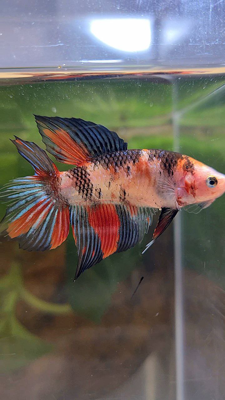 FEMALE VEILTAIL DOUBLE TAIL KOI MULTICOLOR BETTA FISH