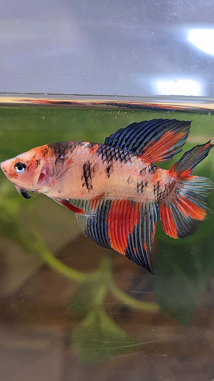 FEMALE VEILTAIL DOUBLE TAIL KOI MULTICOLOR BETTA FISH
