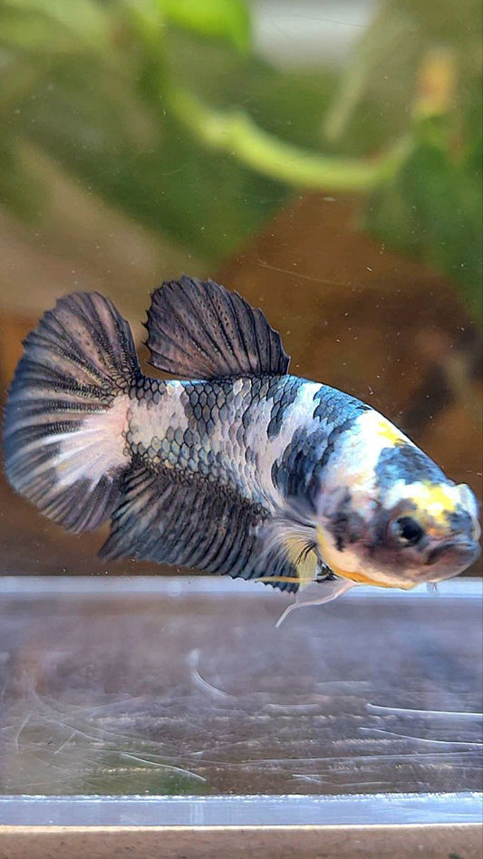 FEMALE PLAKAT WHITE COPPER YELLOW FANCY BLUE BETTA FISH