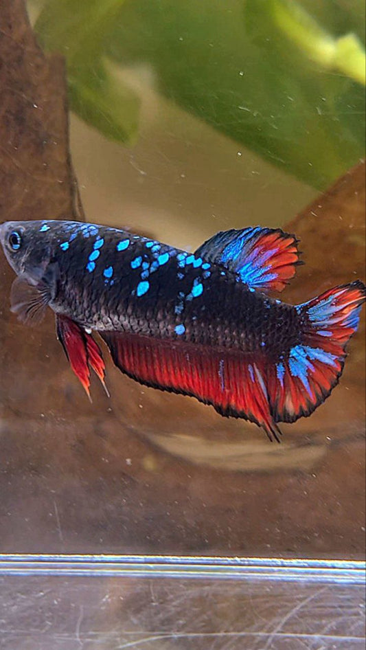 FEMALE PLAKAT BLACK GALAXY BLUE AVATAR VAMPIRE BETTA FISH