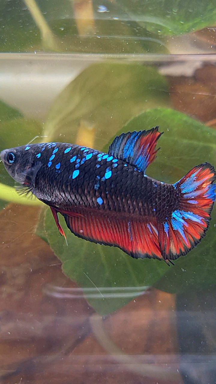 FEMALE PLAKAT BLACK GALAXY BLUE AVATAR VAMPIRE BETTA FISH
