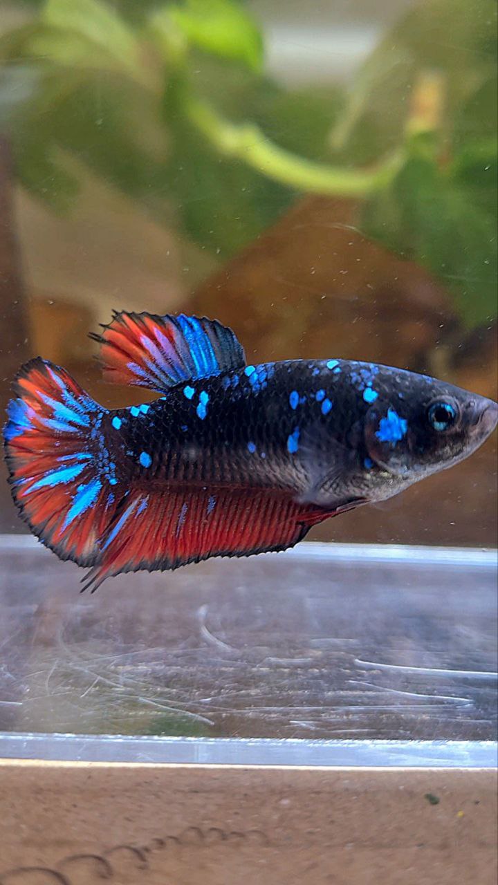 FEMALE PLAKAT BLACK GALAXY BLUE AVATAR VAMPIRE BETTA FISH