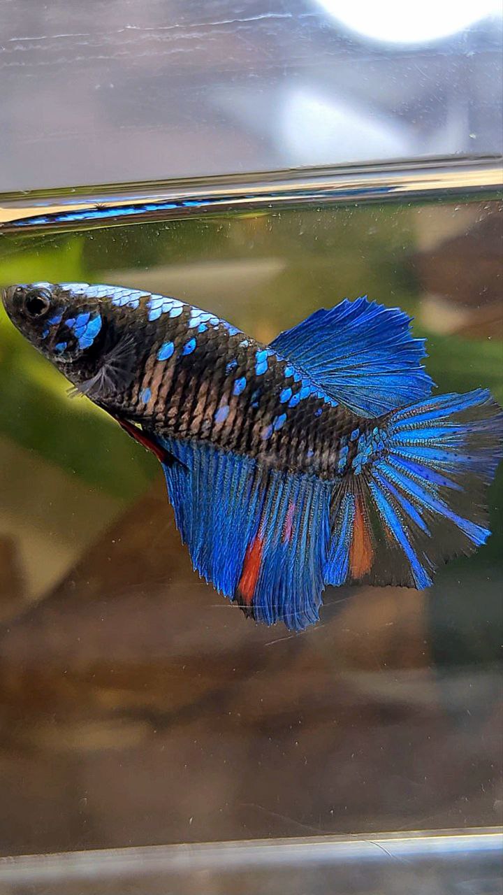 FEMALE HALFMOON BLACK GALAXY AVATAR BLUE BETTA FISH