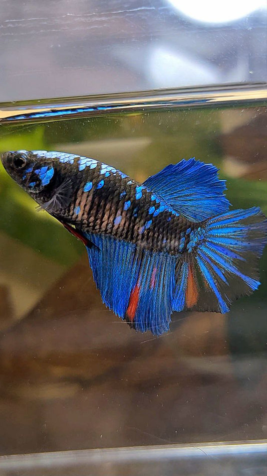 FEMALE HALFMOON BLACK GALAXY AVATAR BLUE BETTA FISH