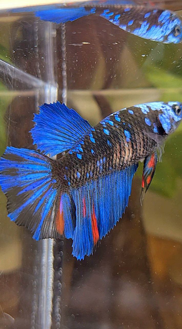 FEMALE HALFMOON BLACK GALAXY AVATAR BLUE BETTA FISH