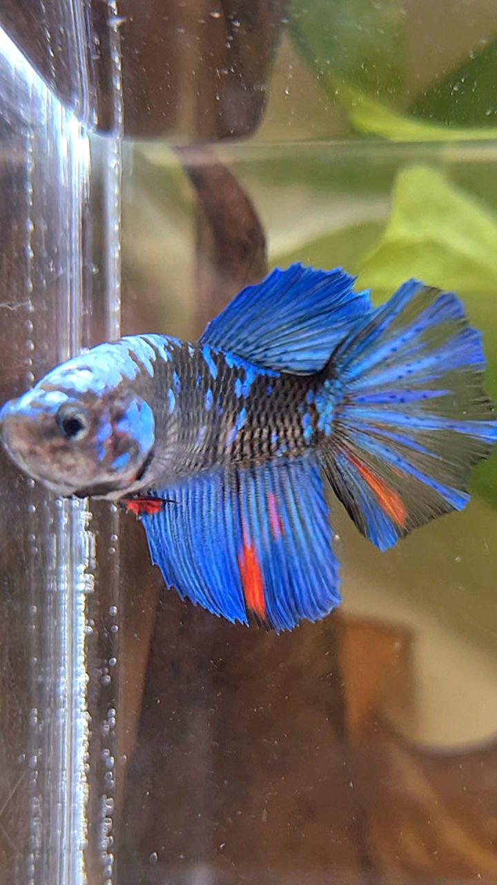 FEMALE HALFMOON BLACK GALAXY AVATAR BLUE BETTA FISH