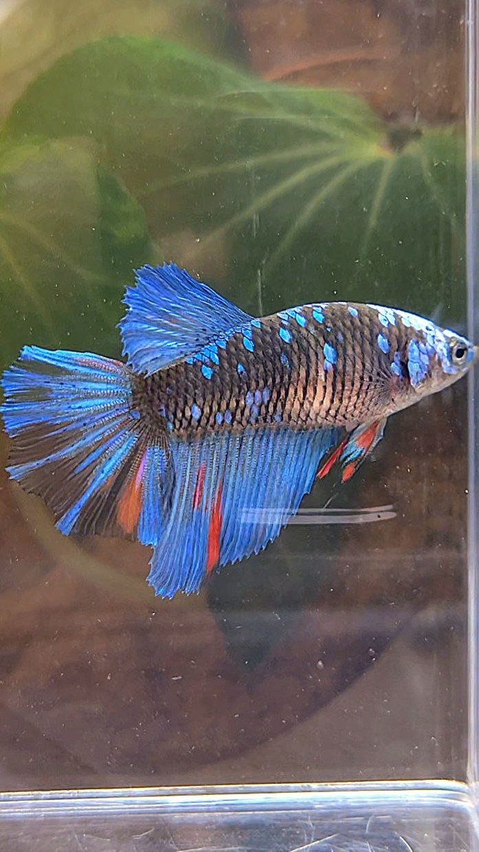 FEMALE HALFMOON BLACK GALAXY AVATAR BLUE BETTA FISH