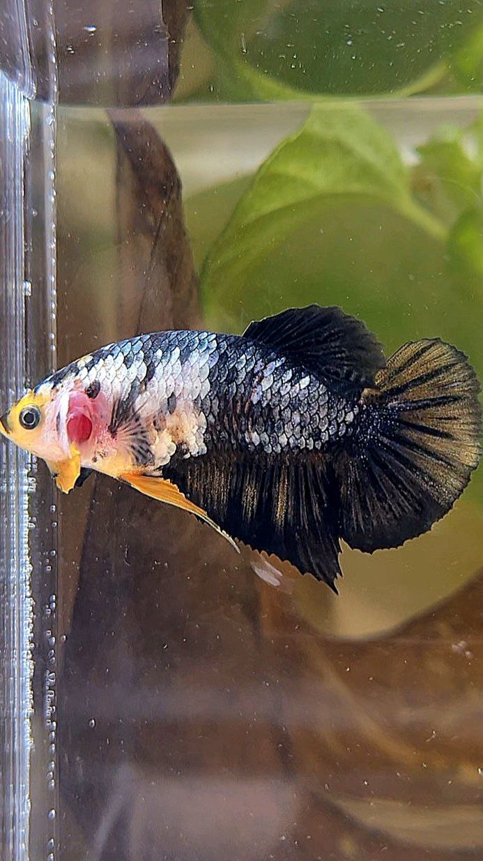FEMALE PLAKAT YELLOW COPPER FANCY BETTA FISH
