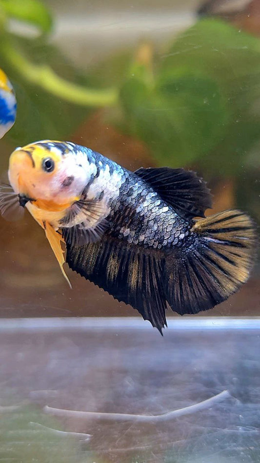 FEMALE PLAKAT YELLOW COPPER FANCY BETTA FISH