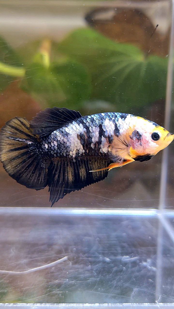 FEMALE PLAKAT YELLOW COPPER FANCY BETTA FISH