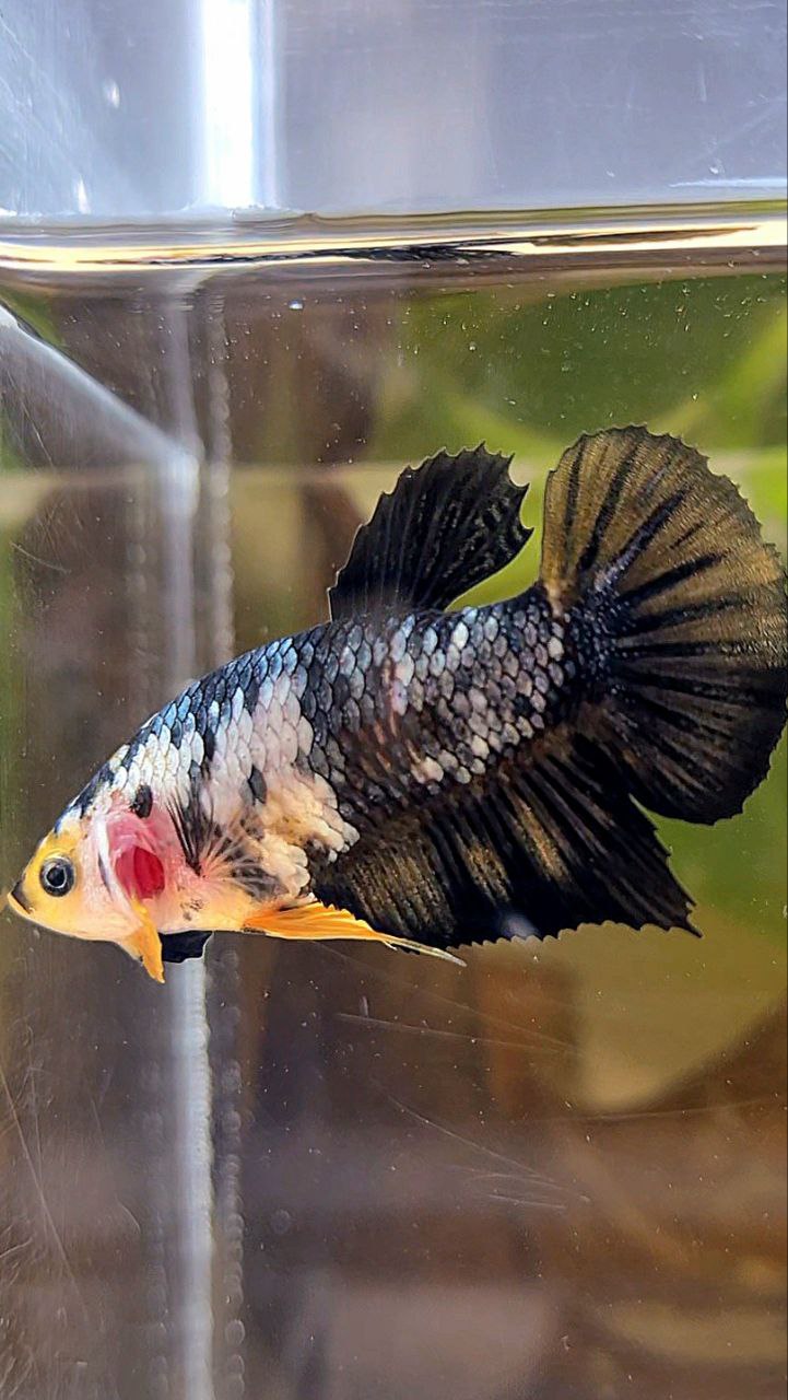 FEMALE PLAKAT YELLOW COPPER FANCY BETTA FISH