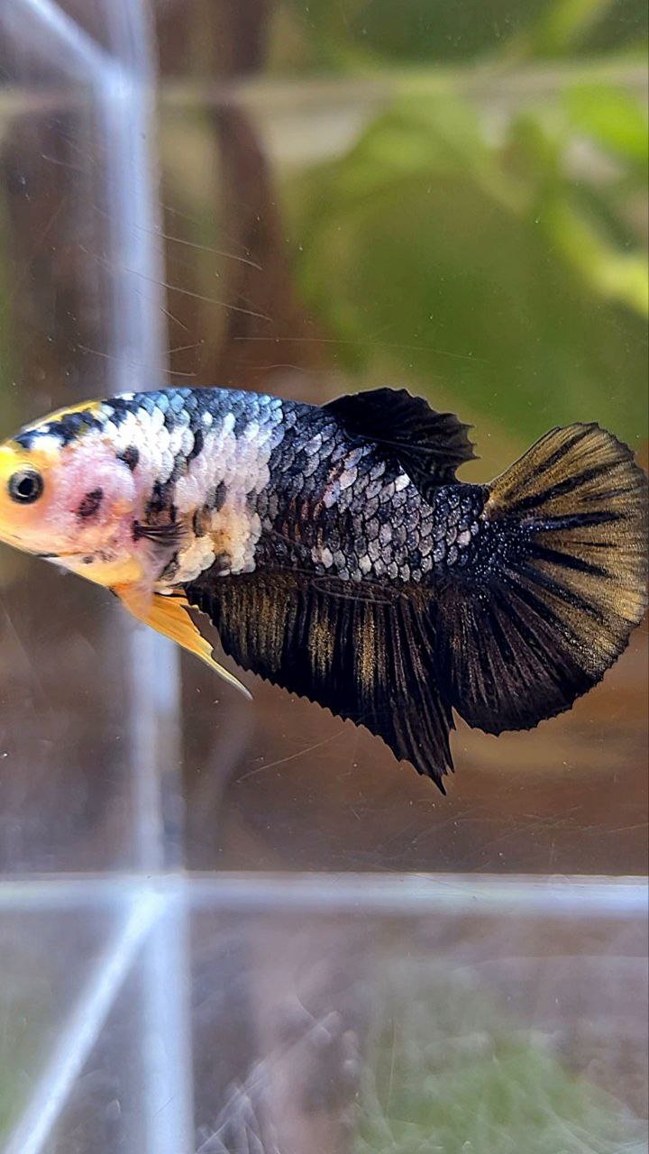 FEMALE PLAKAT YELLOW COPPER FANCY BETTA FISH