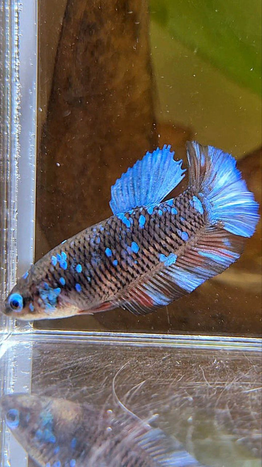 FEMALE PLAKAT BLACK GALAXY AVATAR BLUE BETTA FISH