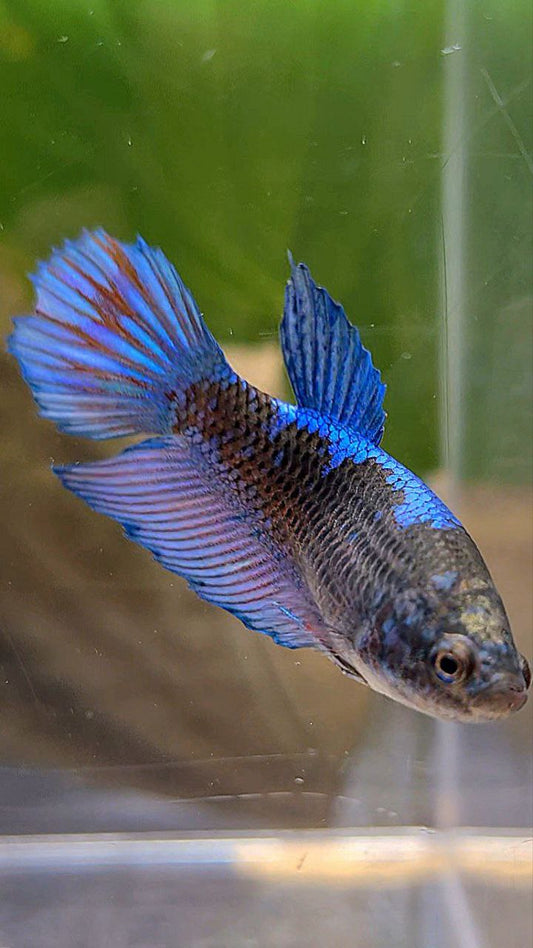 FEMALE VEILTAIL BLACK SAPPHIRE AVATAR BLUE BETTA FISH