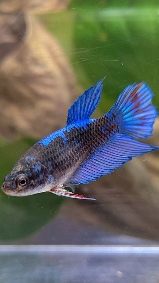 FEMALE VEILTAIL BLACK SAPPHIRE AVATAR BLUE BETTA FISH