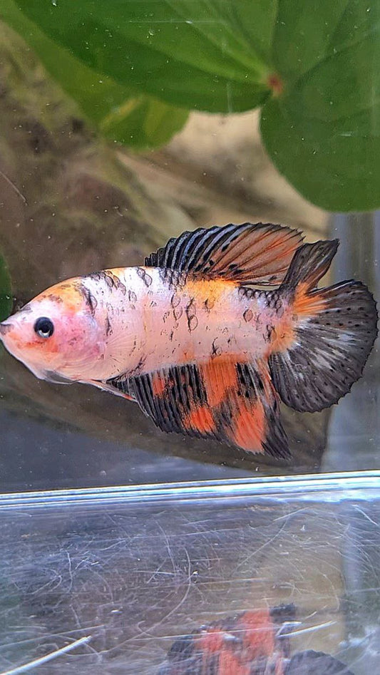 FEMALE VEILTAIL DOUBLE TAIL KOI MULTICOLOR BETTA FISH
