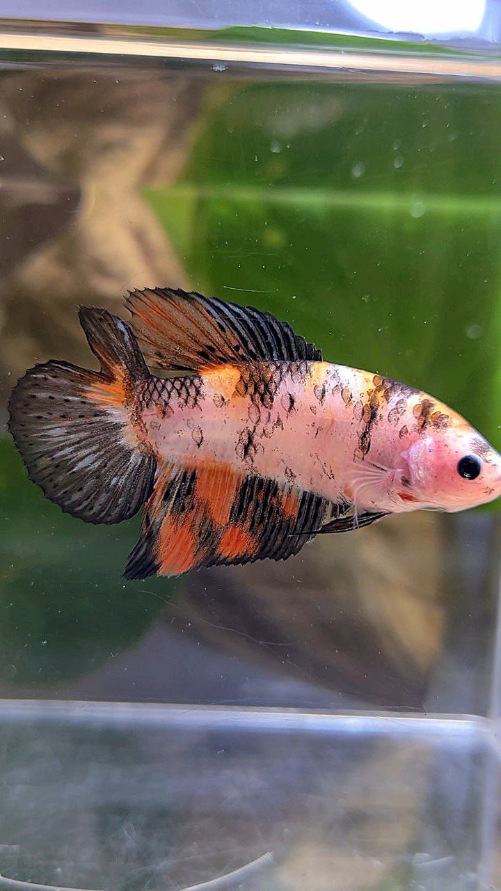 FEMALE VEILTAIL DOUBLE TAIL KOI MULTICOLOR BETTA FISH